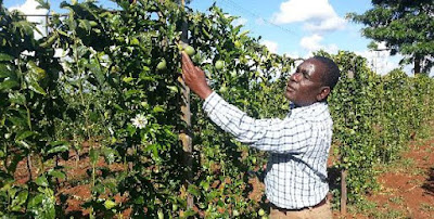 passion fruit farming in Kenya