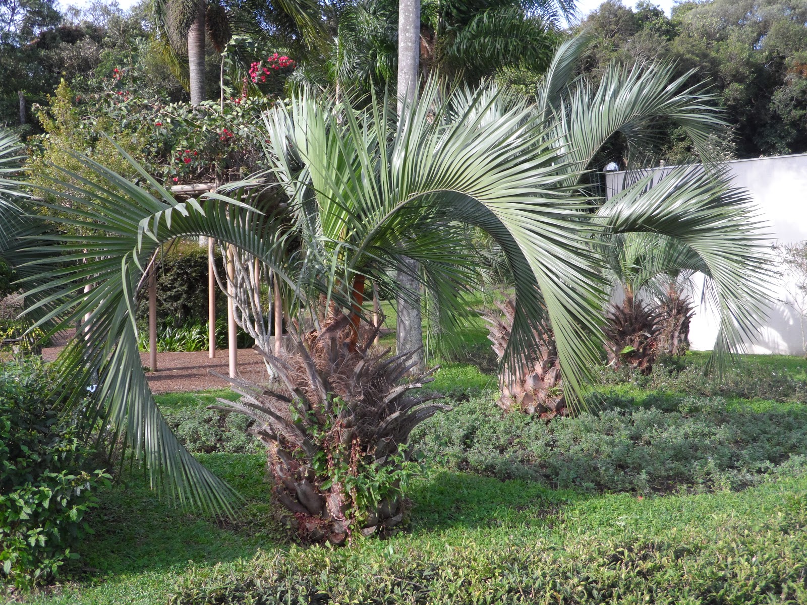 Butiá (Butia spp.) A planta da vez