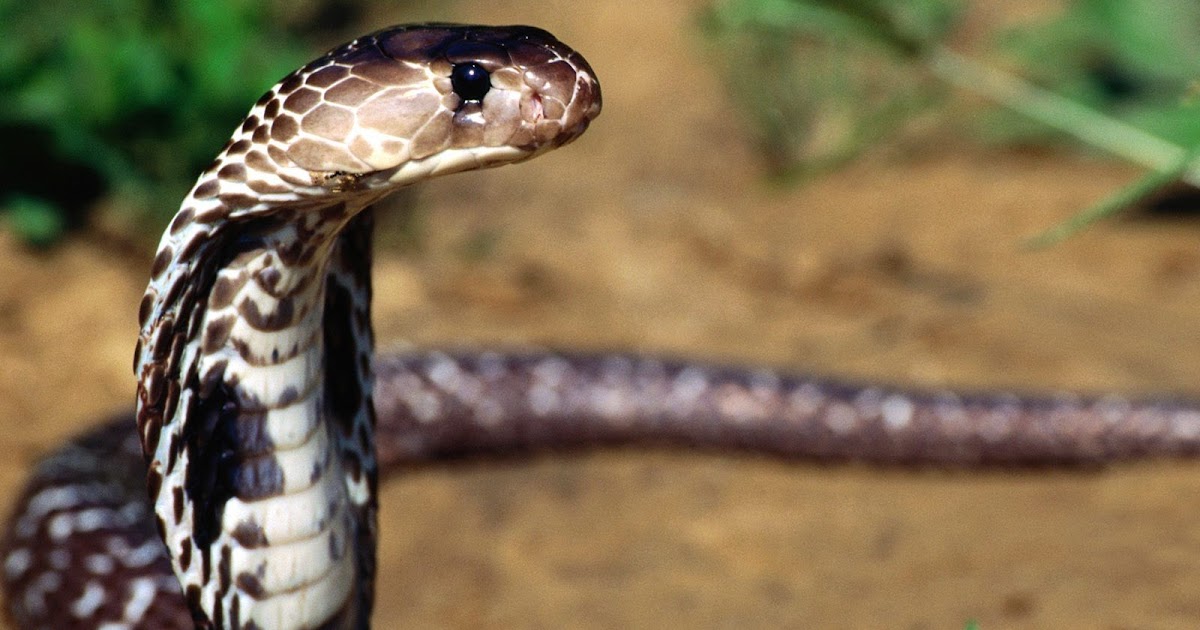 As 11 cobras mais venenosas do mundo Curiosidades Nota 10
