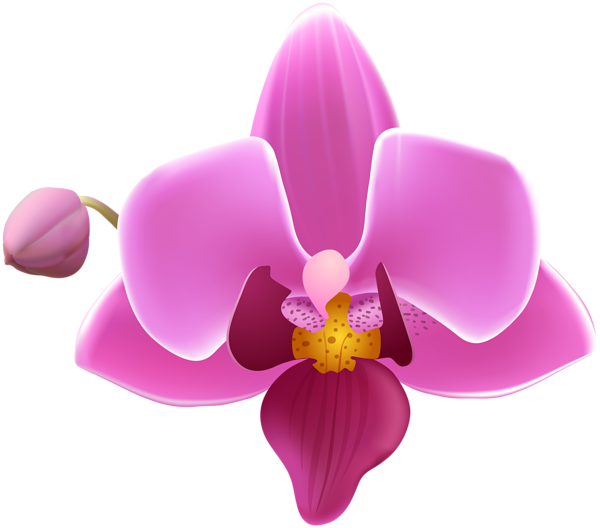 Bem Fácil PNG : Orquídeas e Flores vetor transparente png