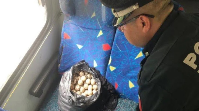 Cargamento de huevos de tortuga es asegurado en Oaxaca