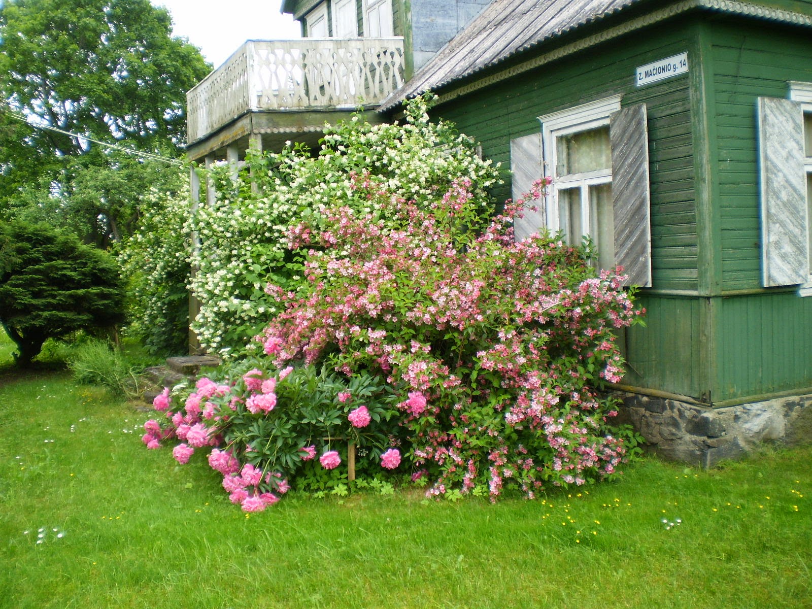 alba13alba (25) Klasės draugas ZENONAS MAČIONIS