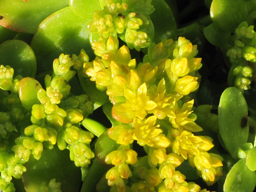 photographing New Zealand sedum in winter