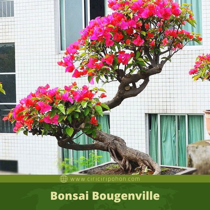 Bonsai Bougenville