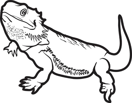 Best reptile coloring pages