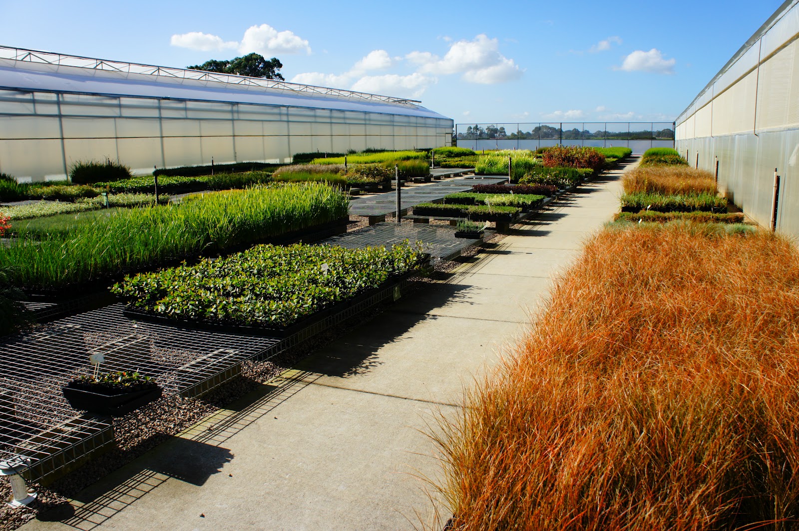 Ramiel Plantae Mansfield's Propagation Nursery