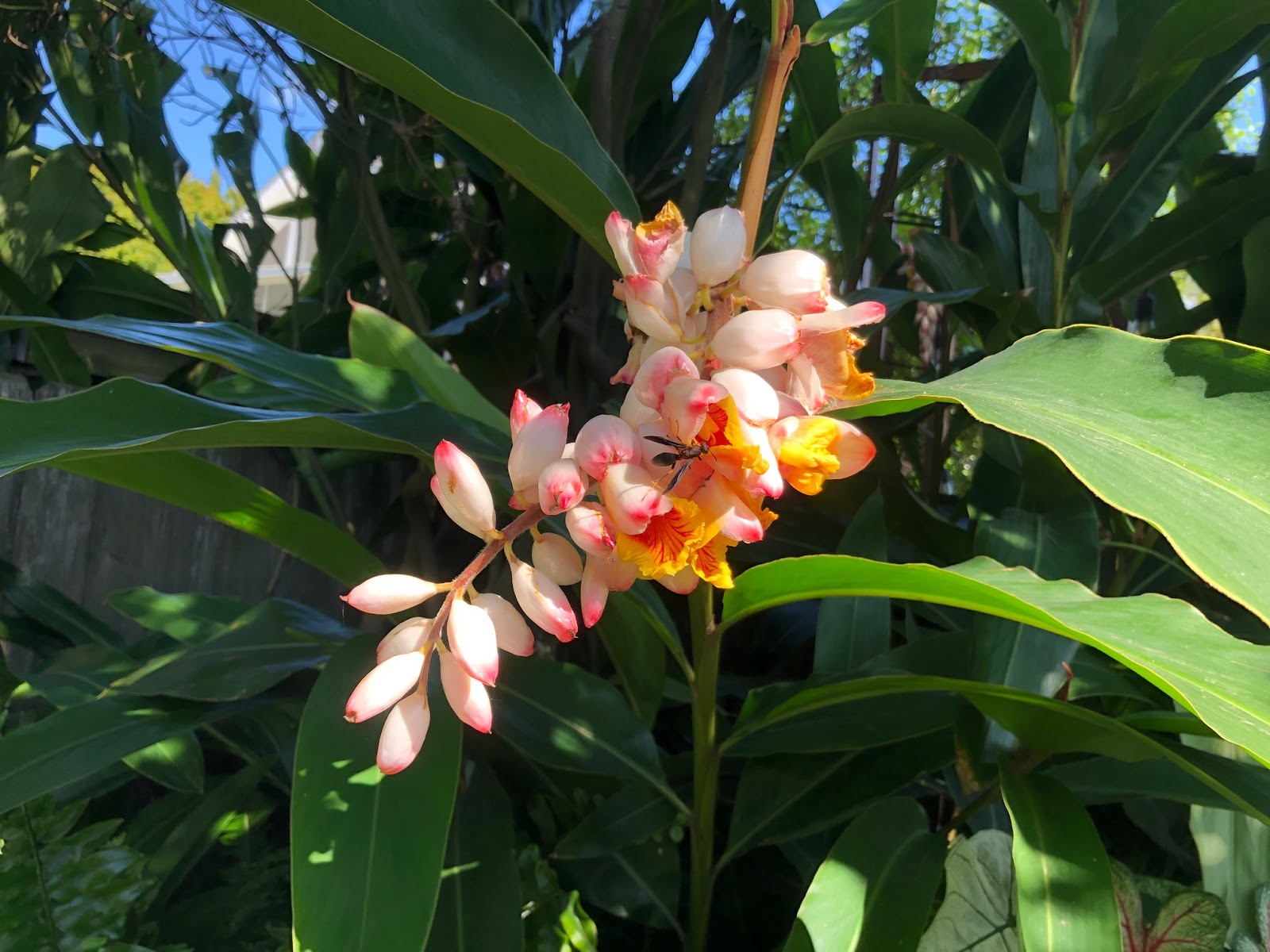 The Uptown Acorn FlowersGinger Blooms