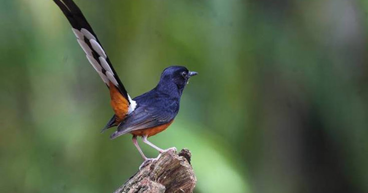 Download Mp3 Masteran Burung Murai Batu Full Isian Download Mp3 Masteran Burung Murai Batu Full Isian