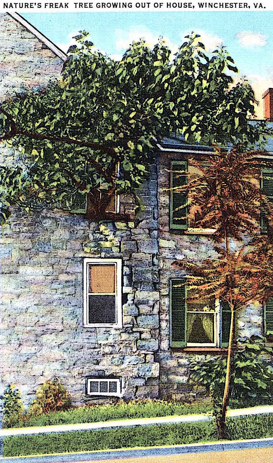 tree growing out of house a post card of a tree growing out of a house, Winchester Vermont USA