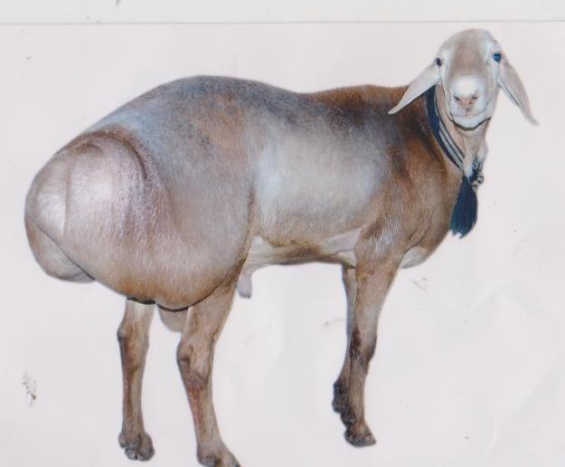 The Transport: Bakra Wallpapers