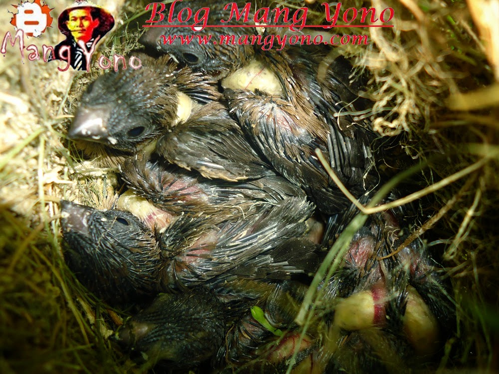 Anak Burung pipit pekin ada 6 ekor. Poto By Mang Yono 