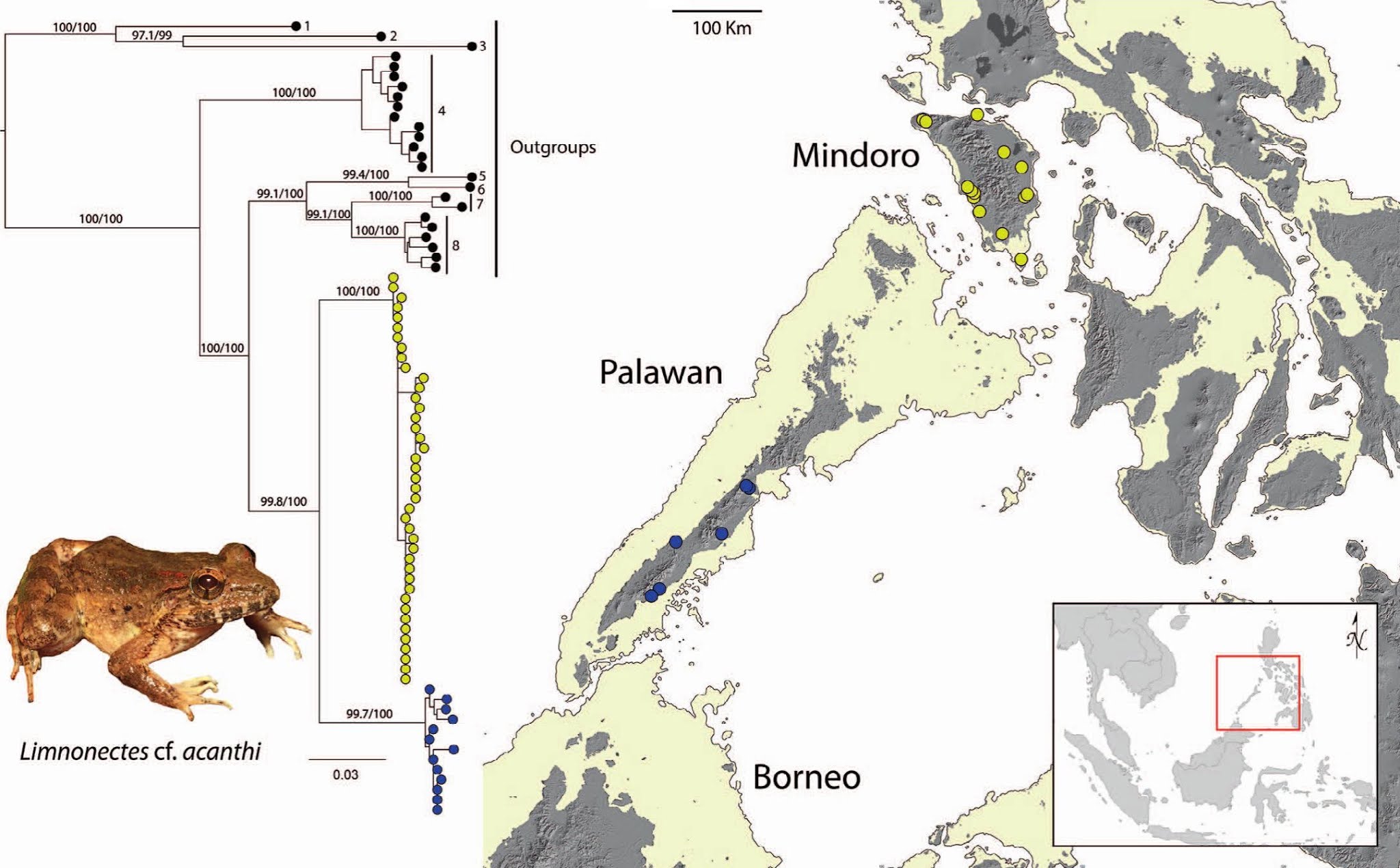 Species New to Science [Herpetology • 2021] Limnonectes beloncioi • A