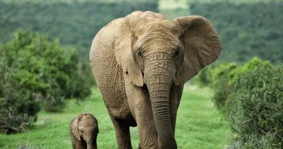 48 Koleksi Gambar Hewan Yang Berkembang Biak Dengan Cara Melahirkan Gratis Gambar Hewan 48 Koleksi Gambar Hewan Yang Berkembang Biak Dengan Cara Melahirkan Gratis Gambar Hewan