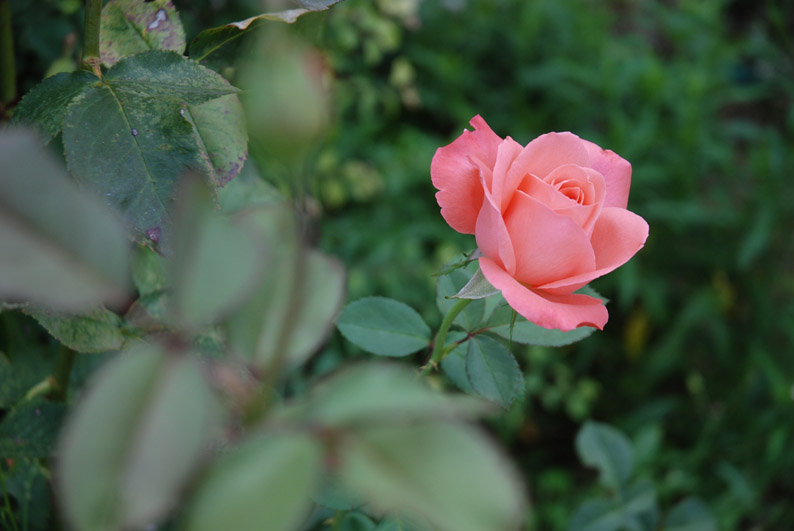 Una rosa del jardin del Monasterio de Calatayud