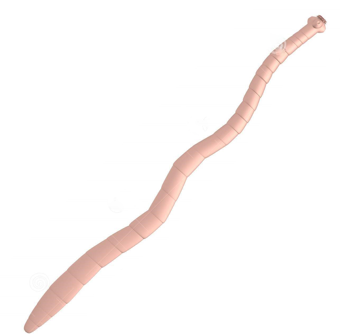 Online Taleem: Tapeworm Life Cycle