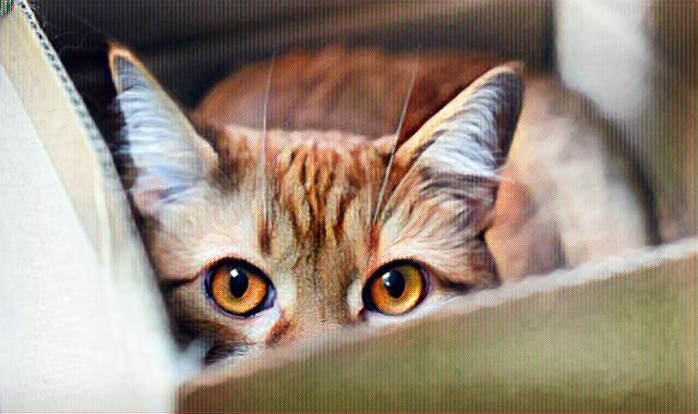 Gato escondido en una caja