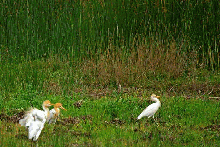 Ryukyu Life May 2014