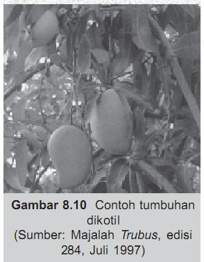 Contoh tumbuhan Dikotil