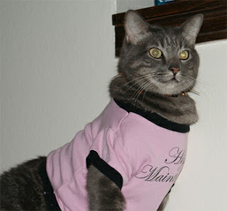 male cat in pink shirt