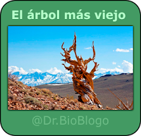 https://drbioblogo.blogspot.com/2018/12/sobre-el-arbol-mas-viejo-del-mundo.html