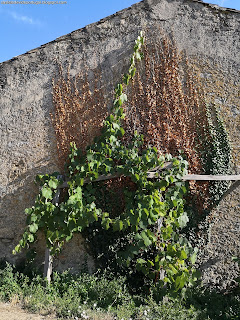 NATURE VIEWS / Fotografias de natureza, Castelo de Vide, Alentejo, Portugal