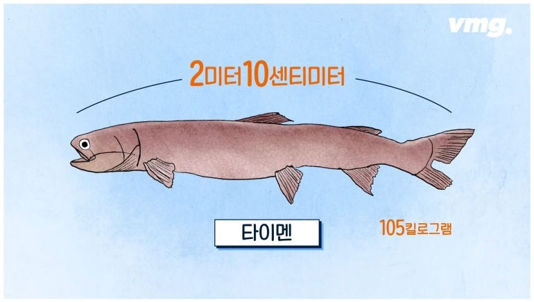 몸길이 2미터 넘는 괴어 전문 낚시꾼 - 꾸르