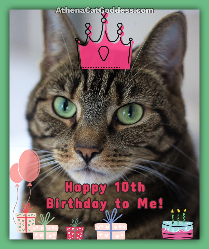Athena Cat Goddess Wise Kitty: Happy 10th Birthday To Me!