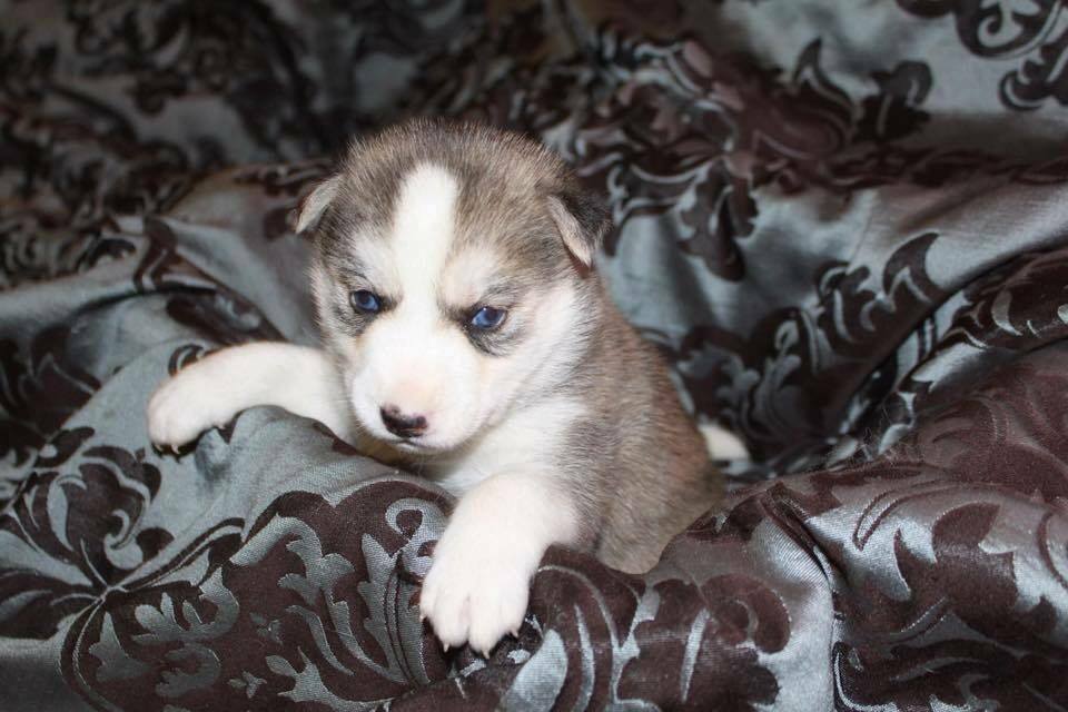 What's Your Favorite Miniature Siberian Husky Eye Color? Miniature