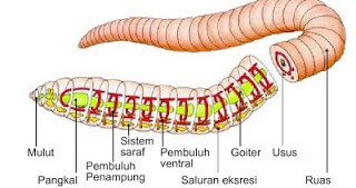 Sistem Pernapasan Pada Cacing Satwa Foresteract Com Sistem Pernapasan Pada Cacing Satwa Foresteract Com