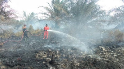Lima Hektare Lahan Sawit Terbakar di Agam