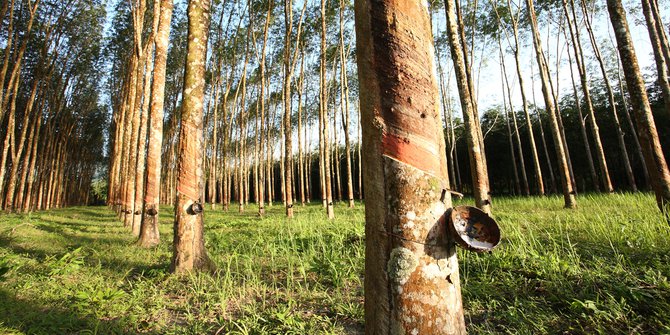 FaktorFaktor yang Mempengaruhi Produksi Karet
