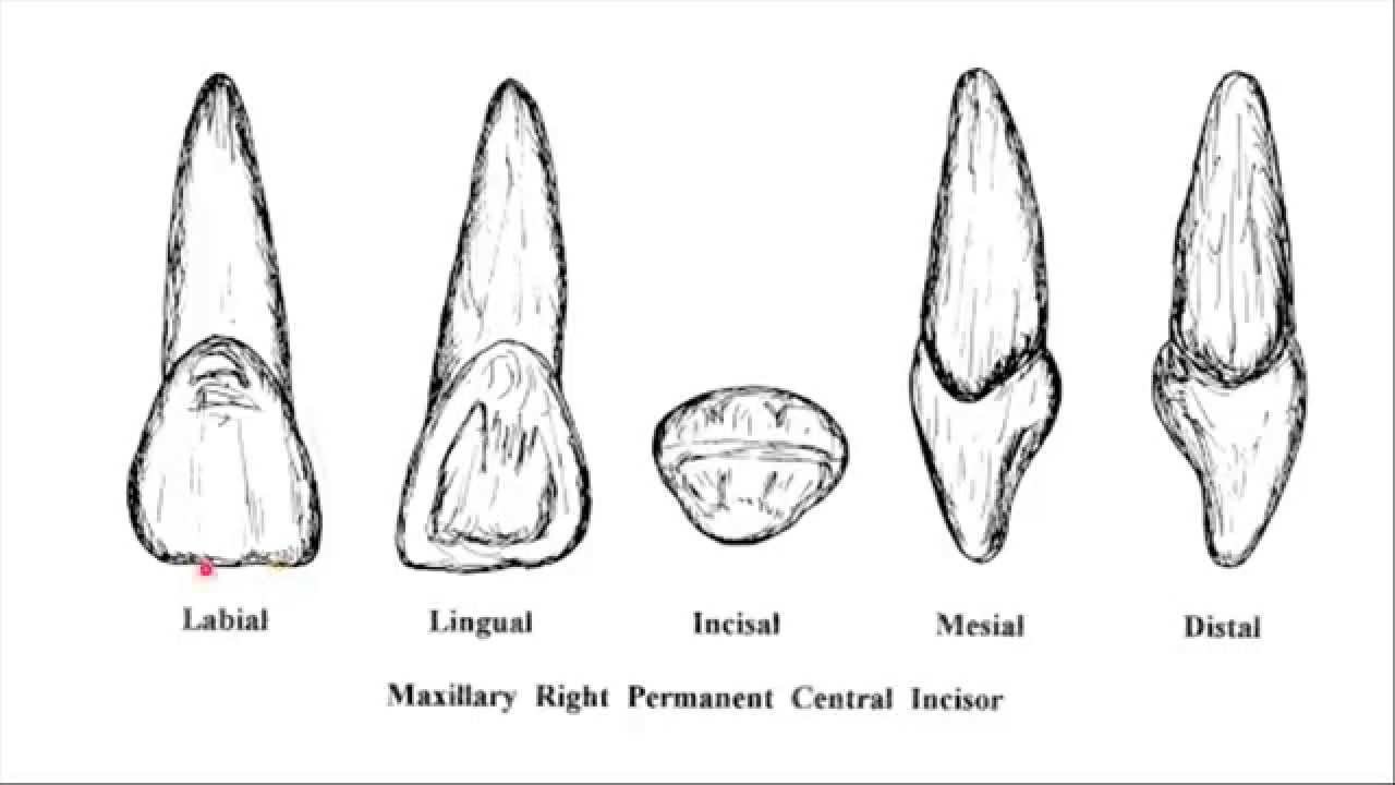 Maxillary central incisor