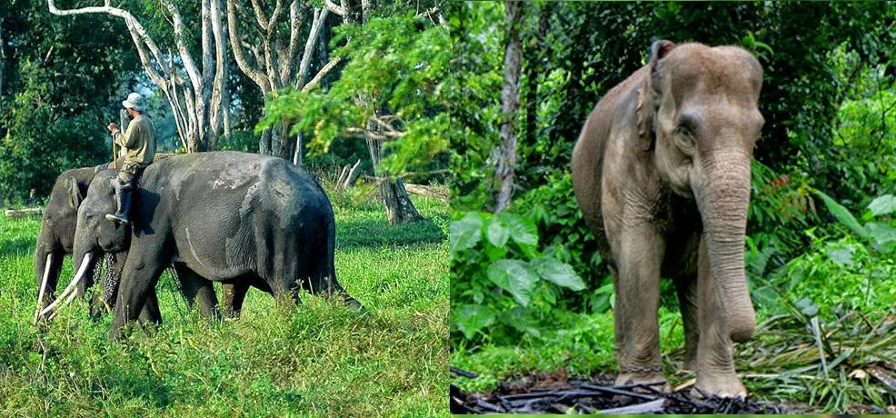 Gajah Sumatra