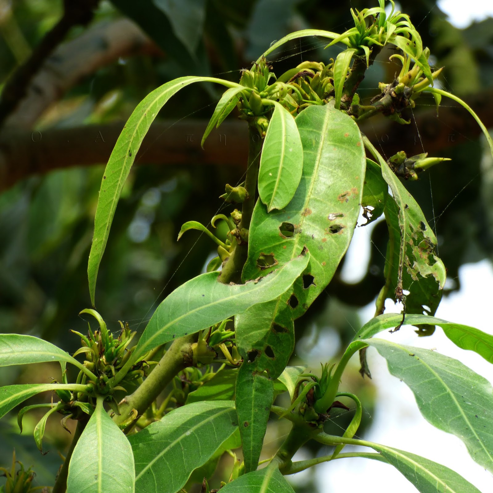 diseases of mango Plant diseases identification