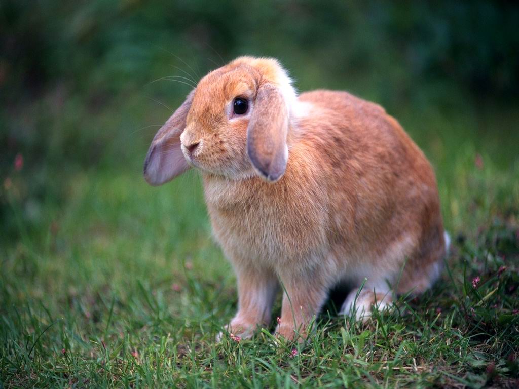 Cool WallPaper: 可愛圖案 very cute rabbit 可愛的兔子桌布 02