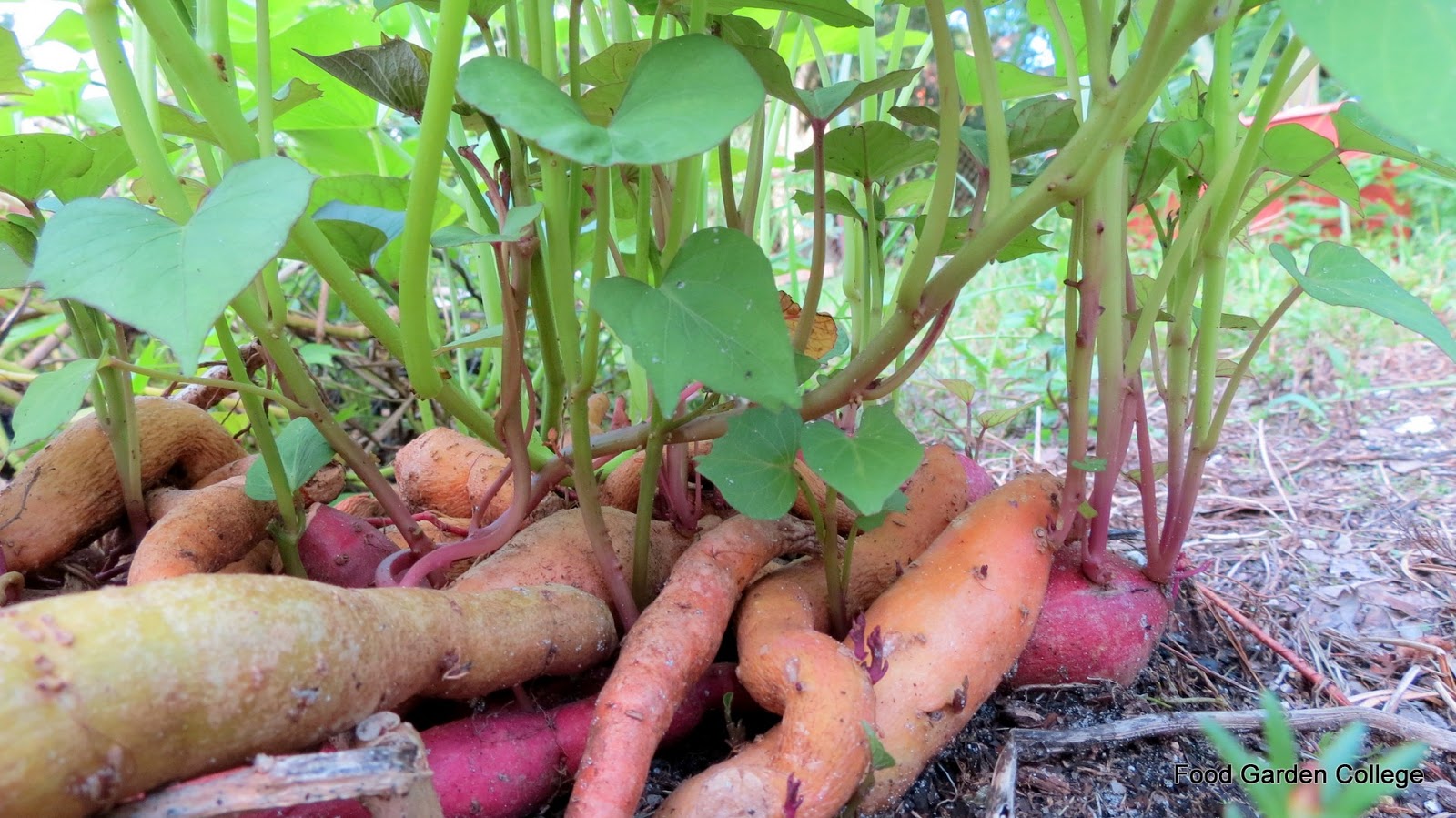 Food Garden College What are Sweet Potato Slips?