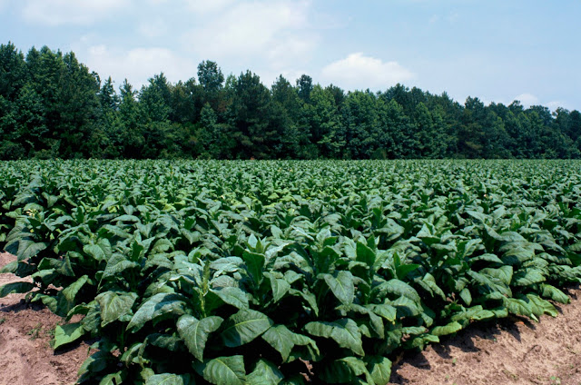 11 Daerah Penghasil Tembakau di Indonesia ~ Ruana Sagita