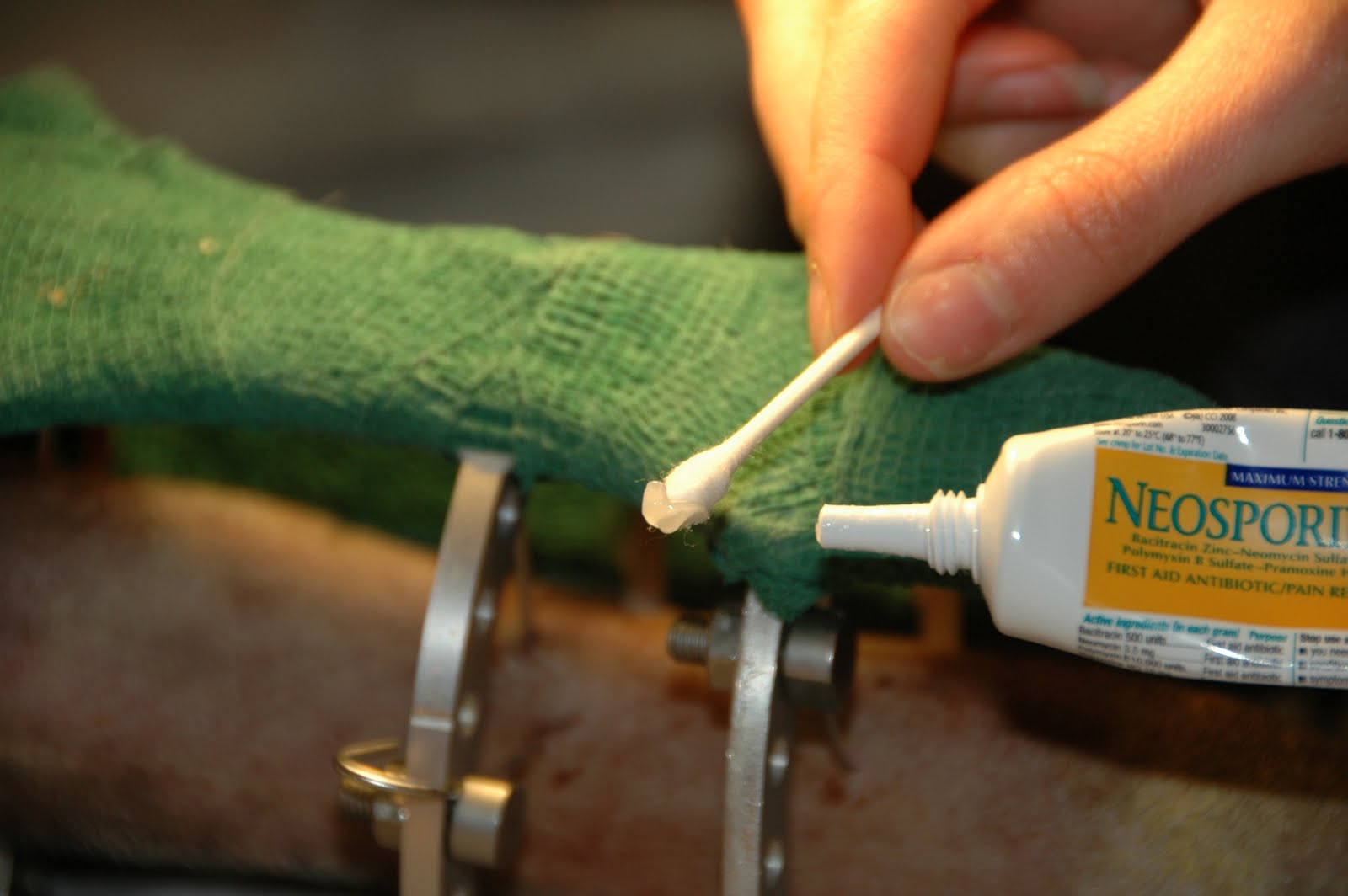 Taj the Saluki, His Broken Leg, and the Road to Recovery Cleaning the