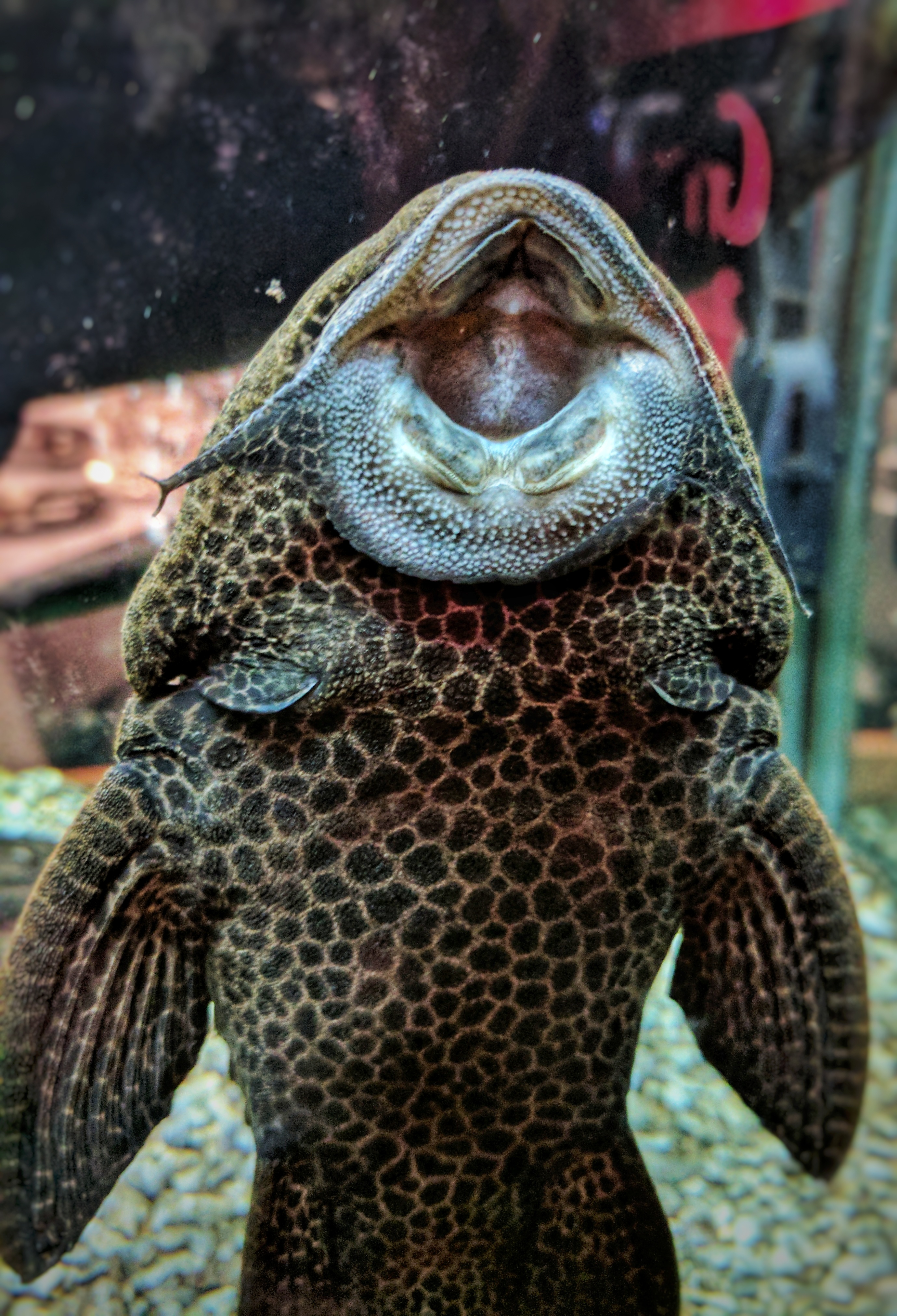 Restaurant aquarium fish