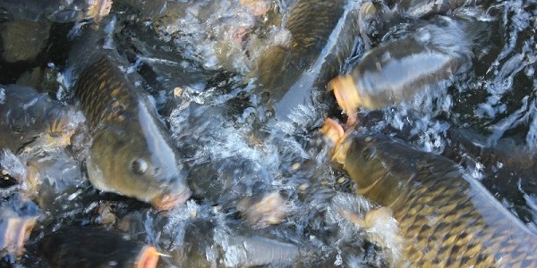 Ketahui Jenis Makan dan Minuman Penguat Rahim Wanita