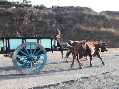 joven-en-carro-tirado-por-cebues-en-madagascar-africa-con-enlacima