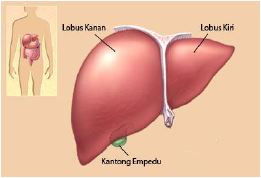 Gambar 4. Hati sebagai organ Ekskresi Pada Manusia  - Sumber: hedisasrawan.blogspot.com