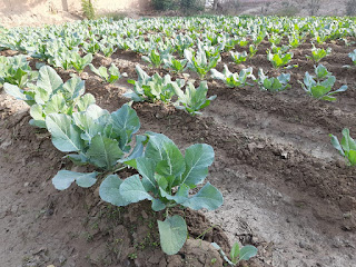 Cauliflower Field
