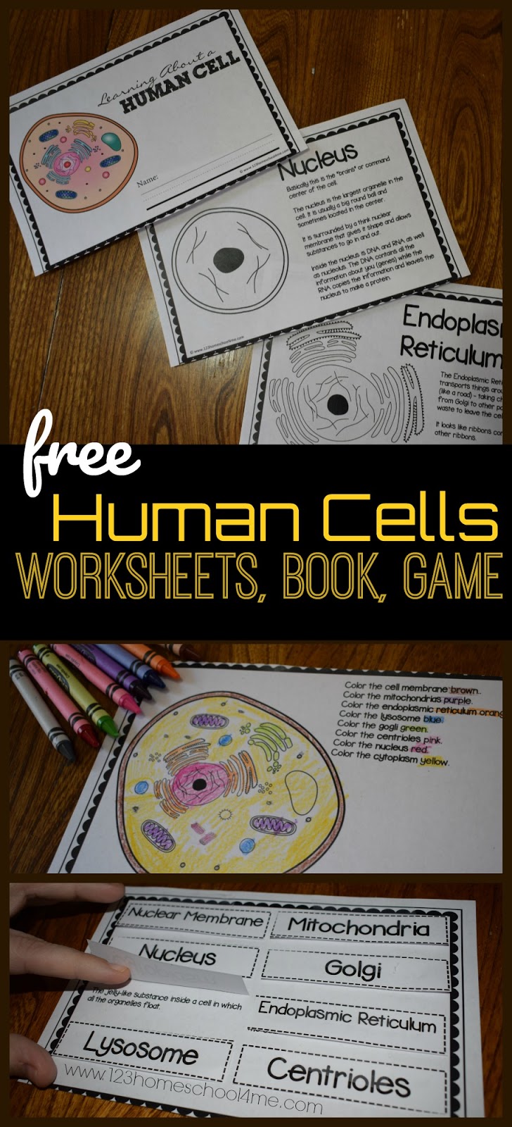 Science Worksheet 2nd Grade Cells