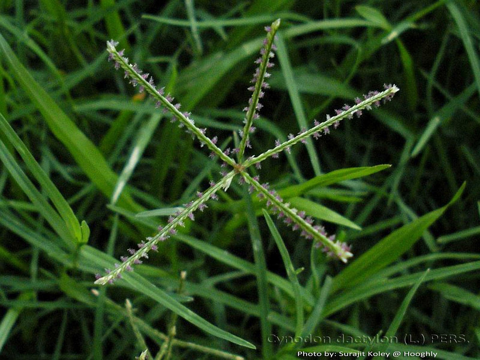 Medicinal Plants Cynodon dactylon Garika Arugam Pullu Darbha Durva