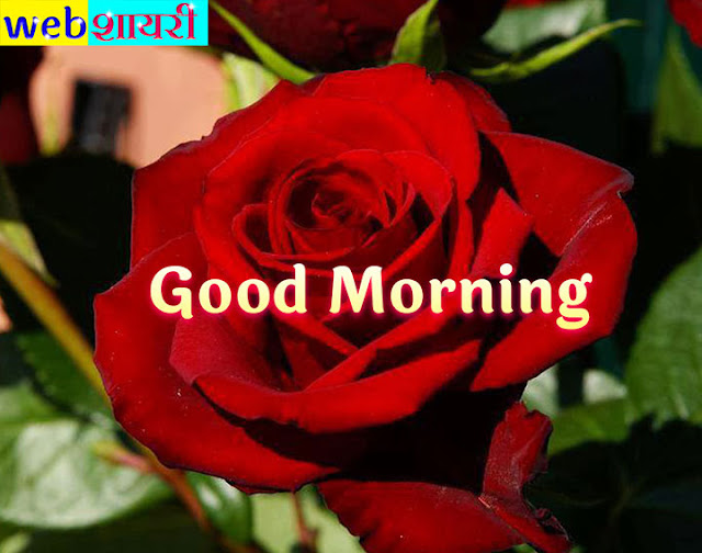 good morning love red roses images,colorful rose good morning images,