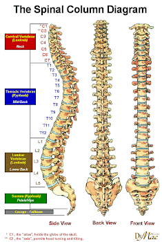 Abdominal Incision?