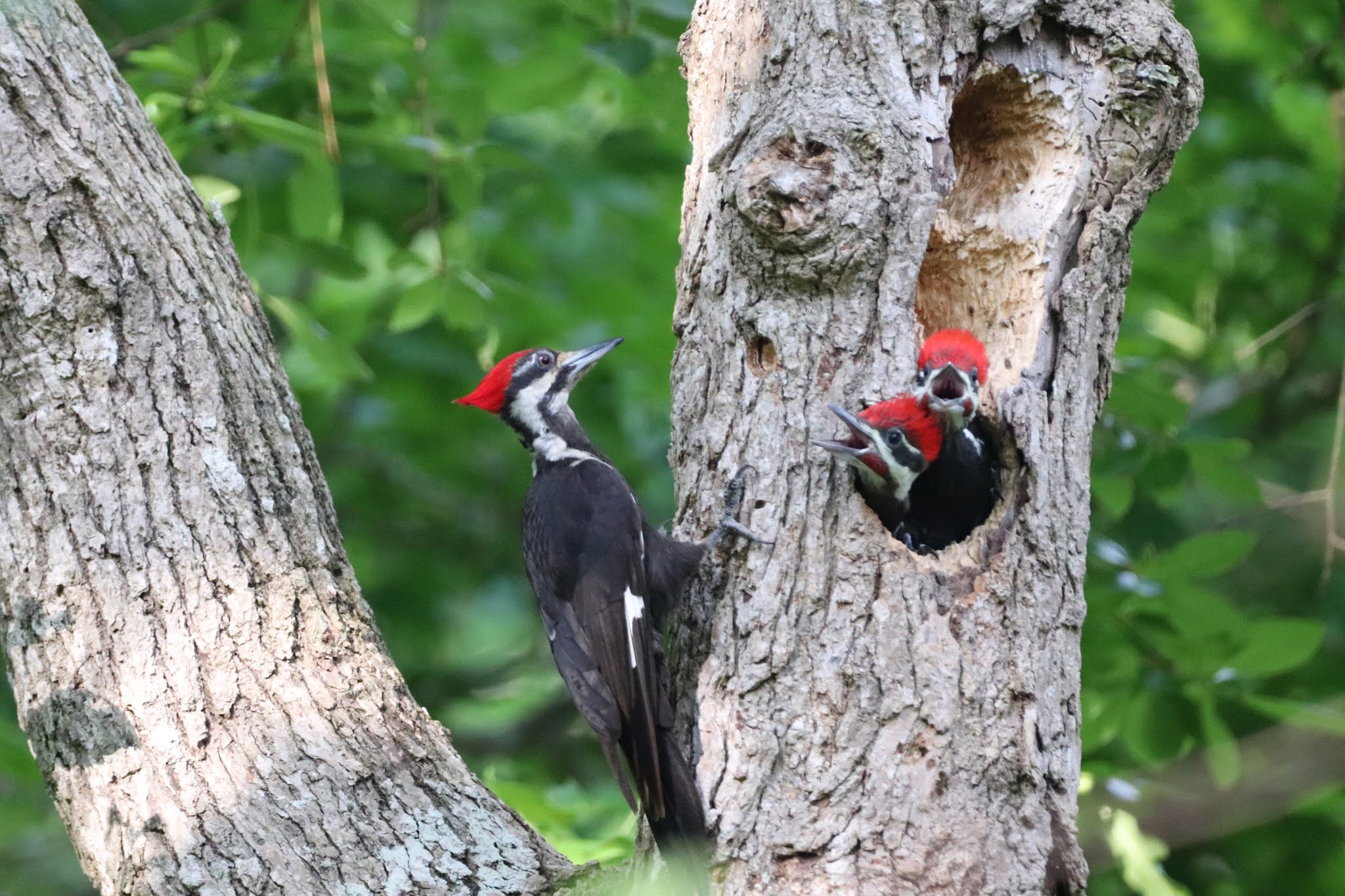 Southern New England Outdoor and Nature Site: Nice People and Pileated