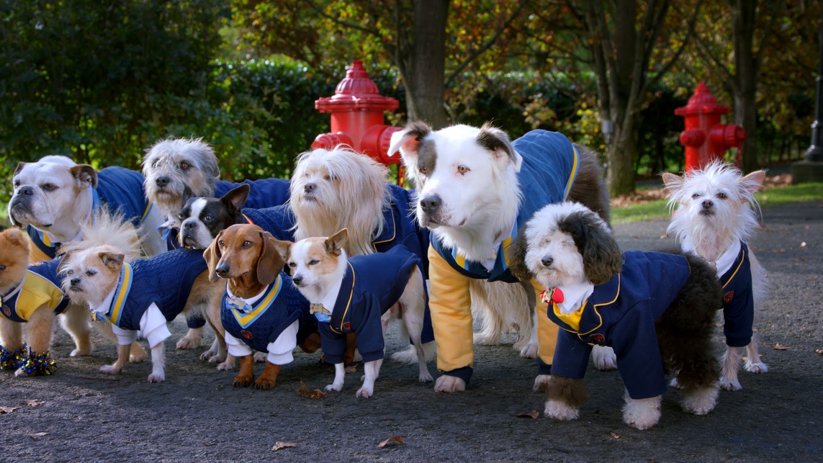 Picturing Disney Pup Academy to debut on Disney Channel on National