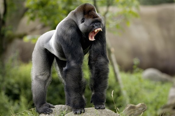 Goril - G Hayvan İsimleri